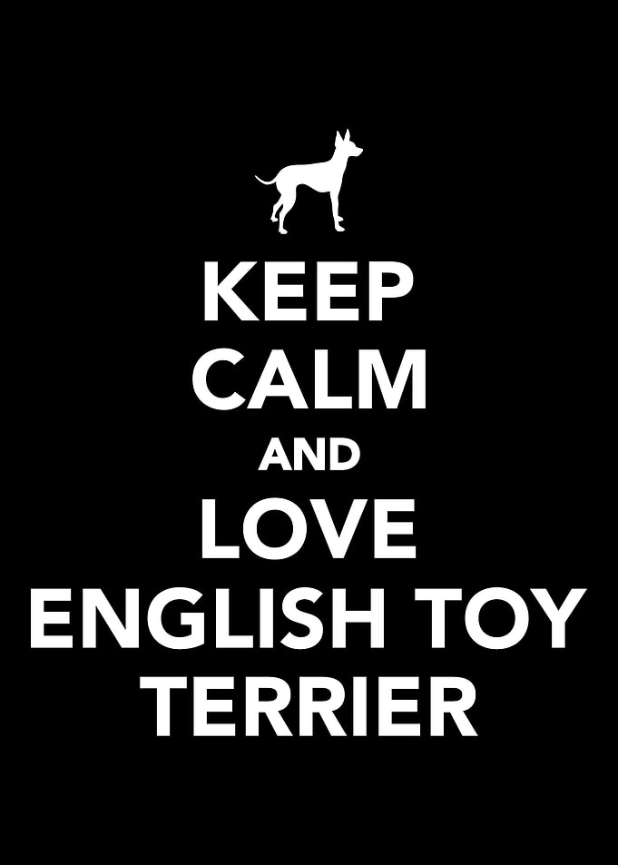 English Toy Terrier