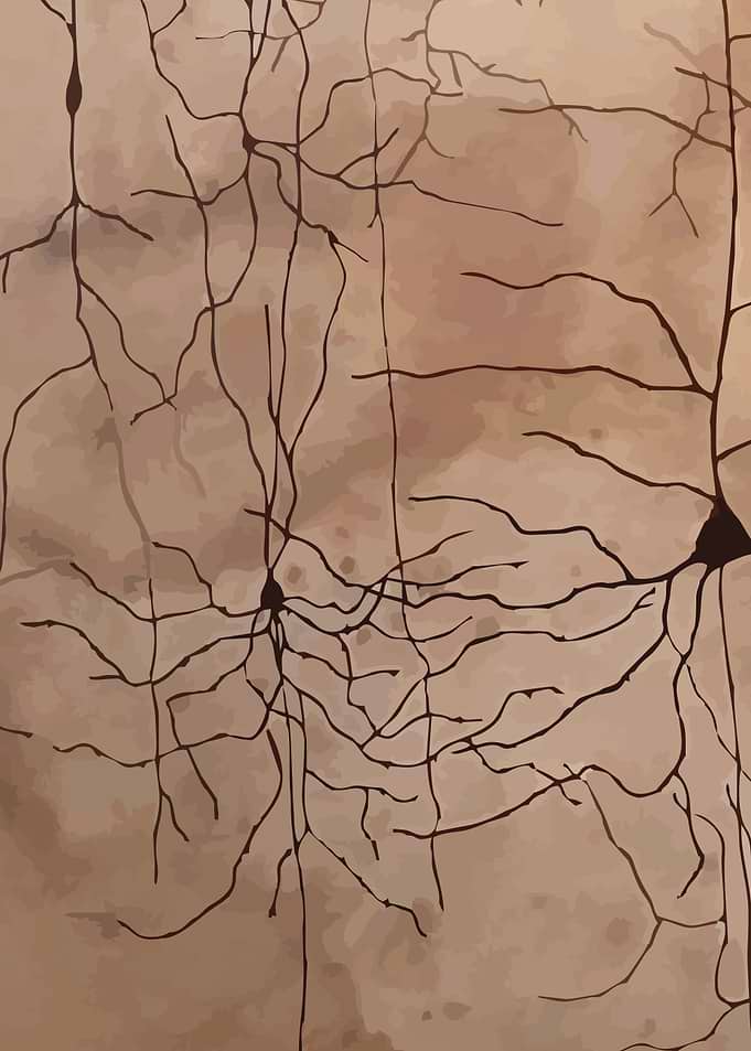 Coffee Cortex Lower Left