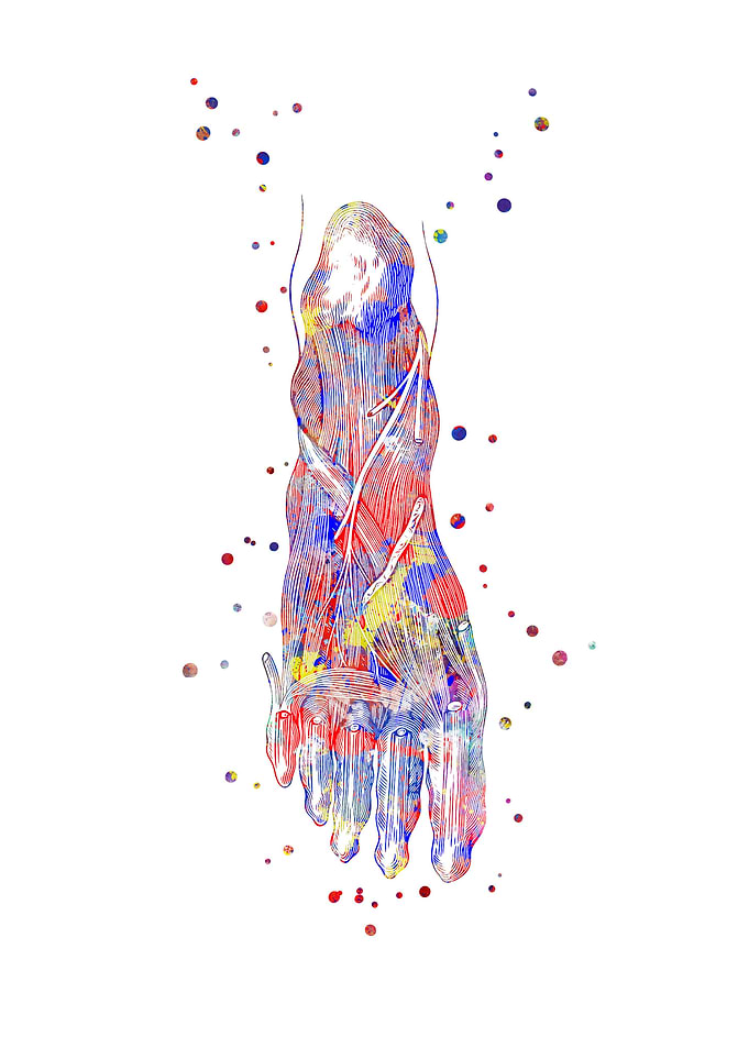 Foot nerves