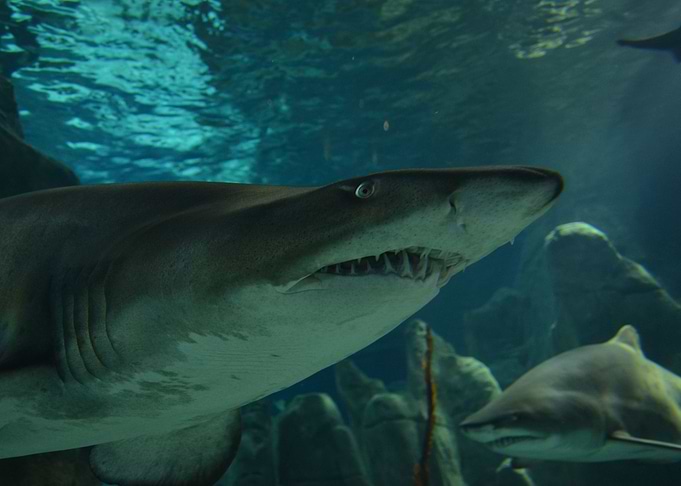 Shark eyes
