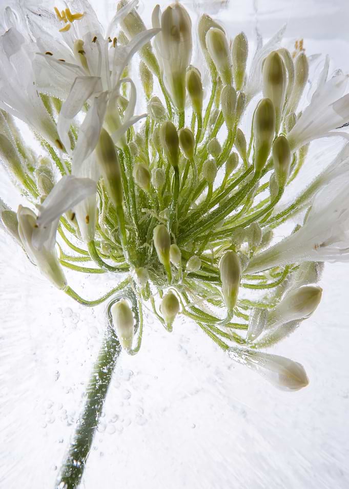 Agaphanthus in ice 3