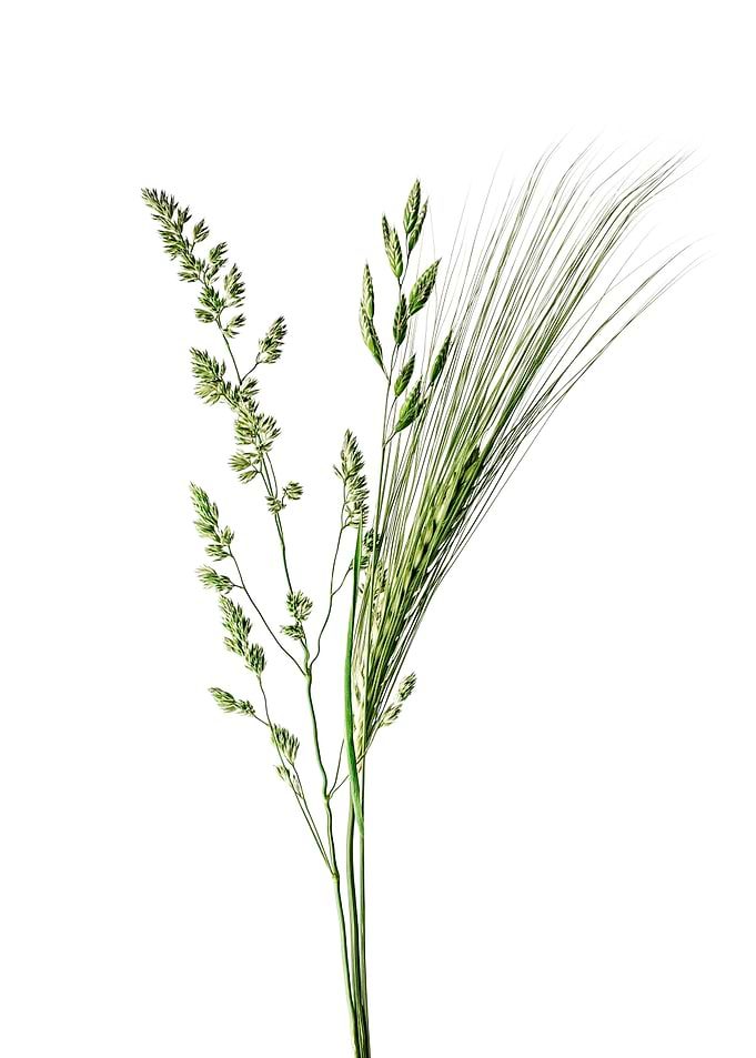 Mixed Grasses 2