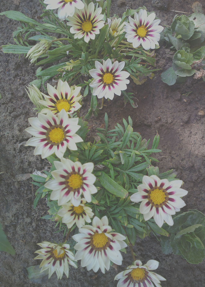Flower punch