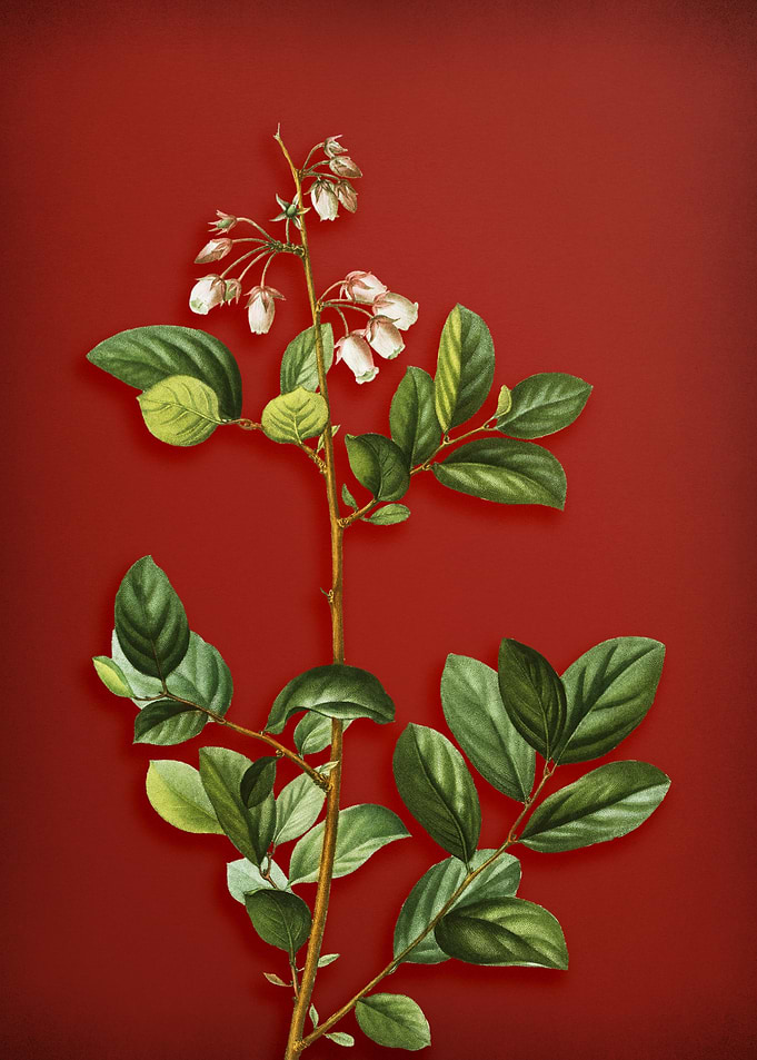 Vintage Botanical on Red