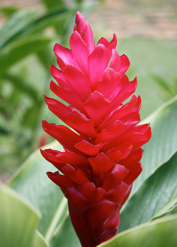 Rainforest Torch Ginger