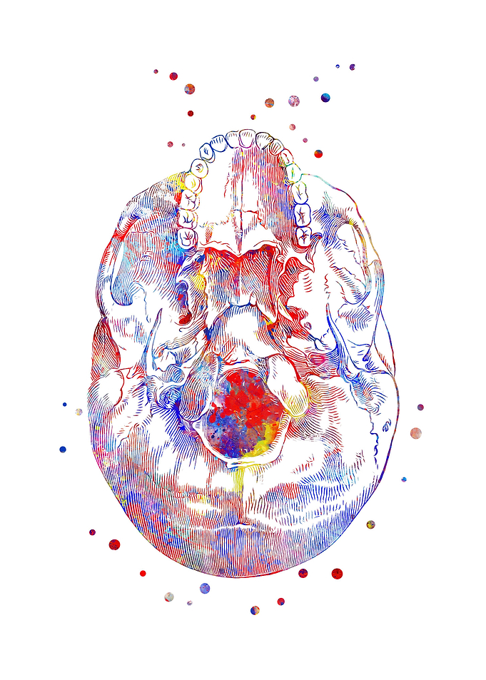 Skull bottom