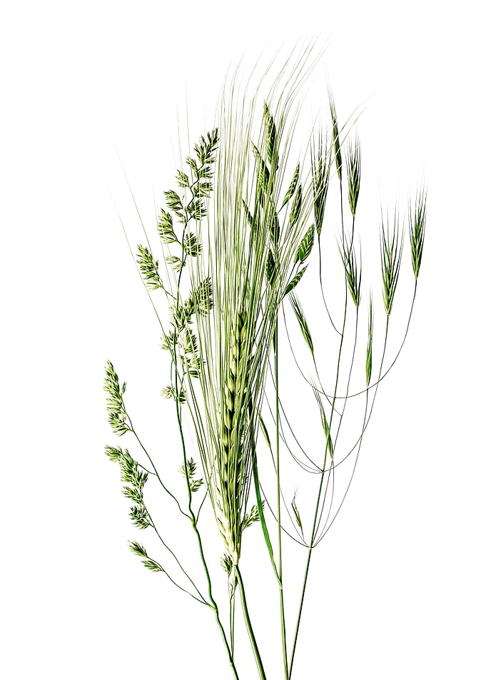 Mixed Grasses