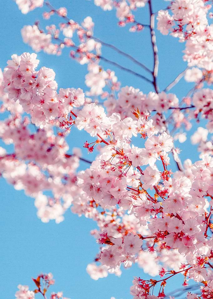 Blossom