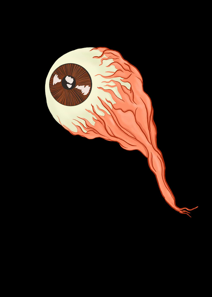 Eyeball Eye Anatomy