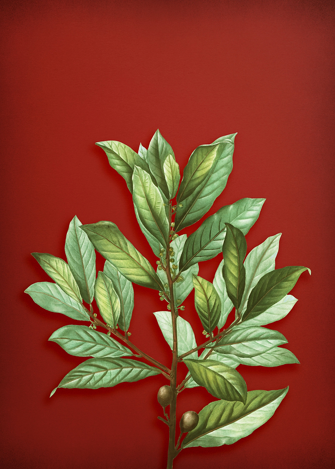 Vintage Bay Laurel on Red