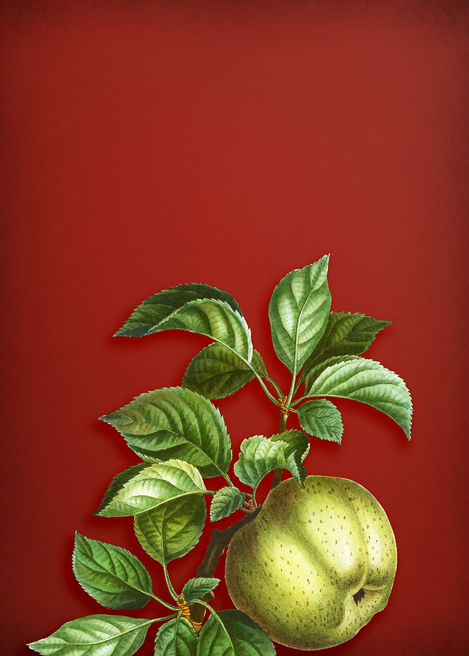 Vintage Apple Painting Red