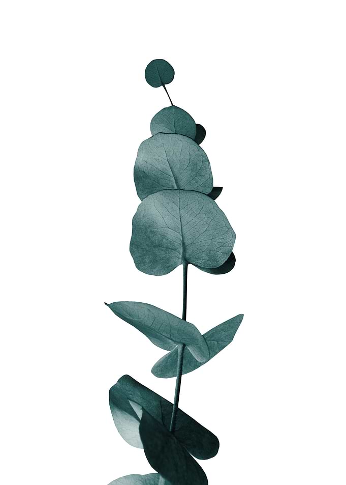 Eucalyptus Delight Glam 1