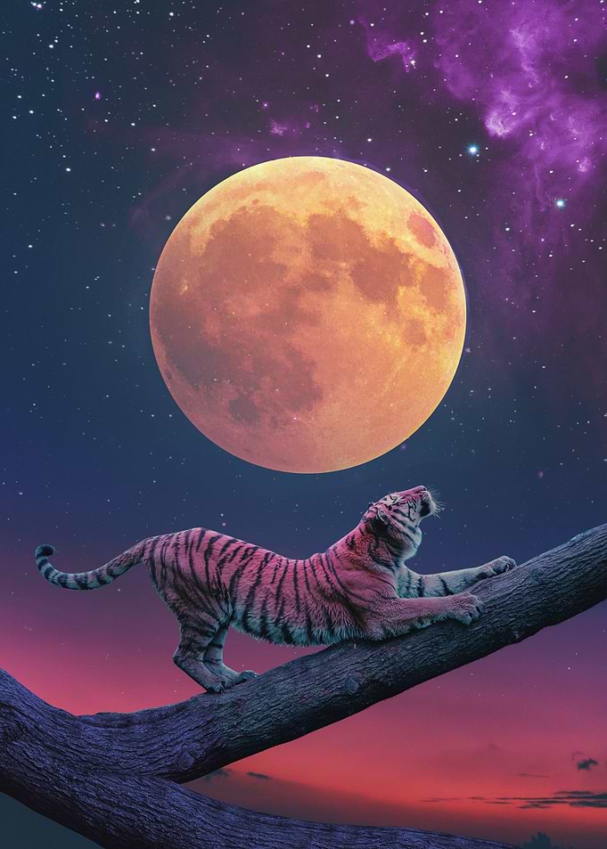 Tiger And Moon