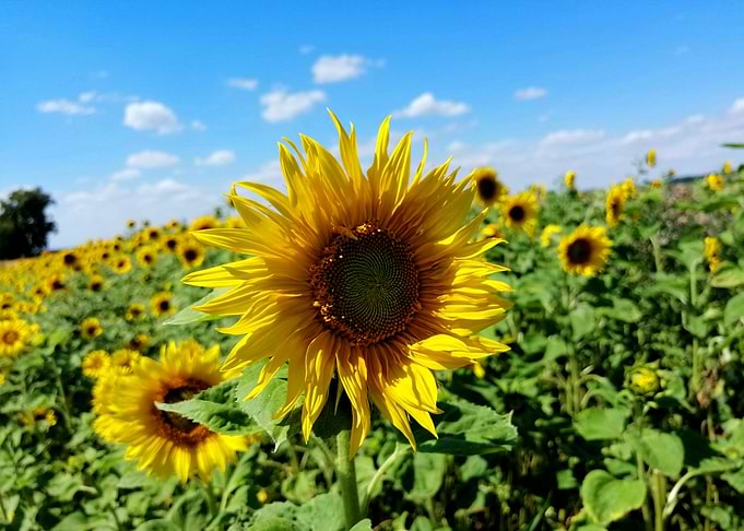 sunflowers field sunflower