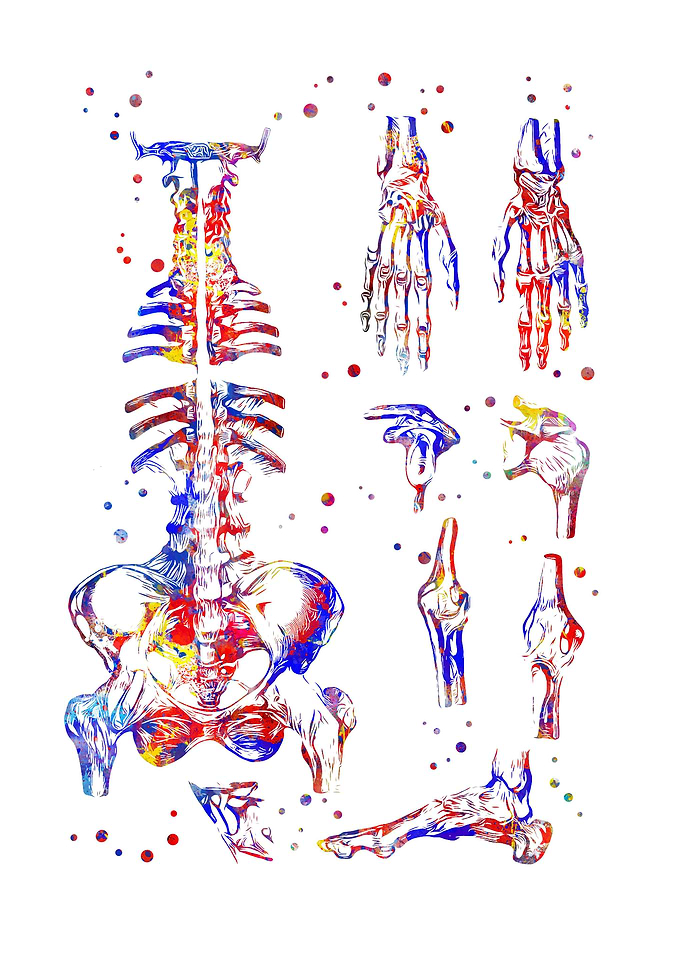 Human bones