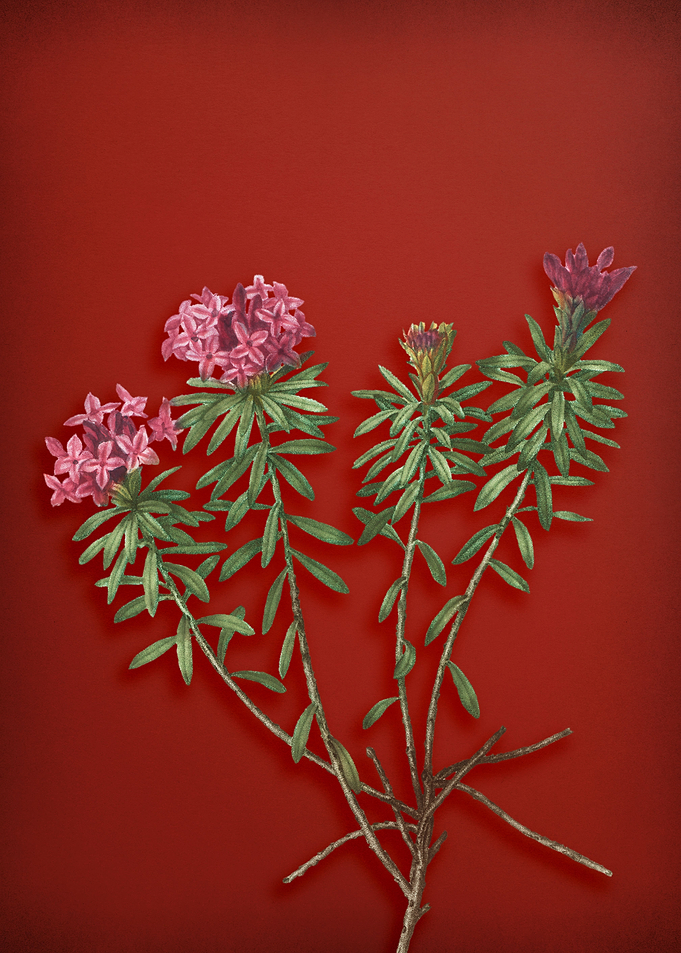Blooming Garland Flowers