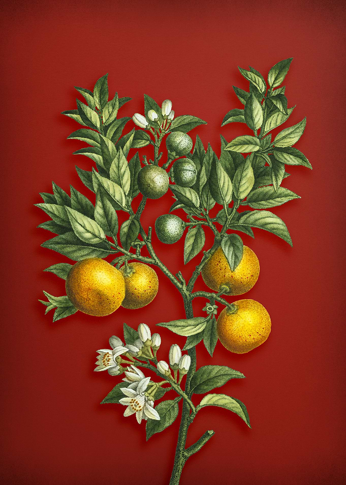 Bitter Orange on Red