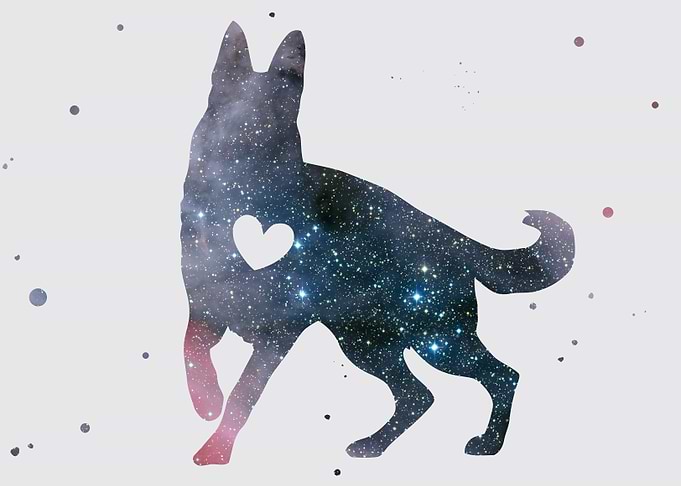 German shepherd Nebula