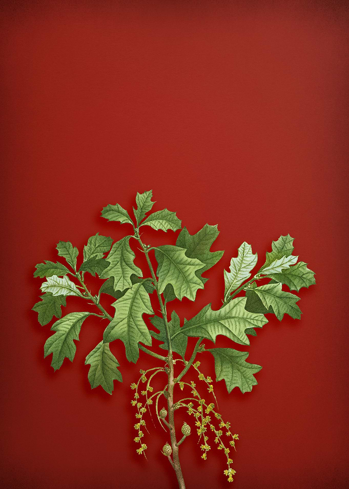 Bear Oak on Red