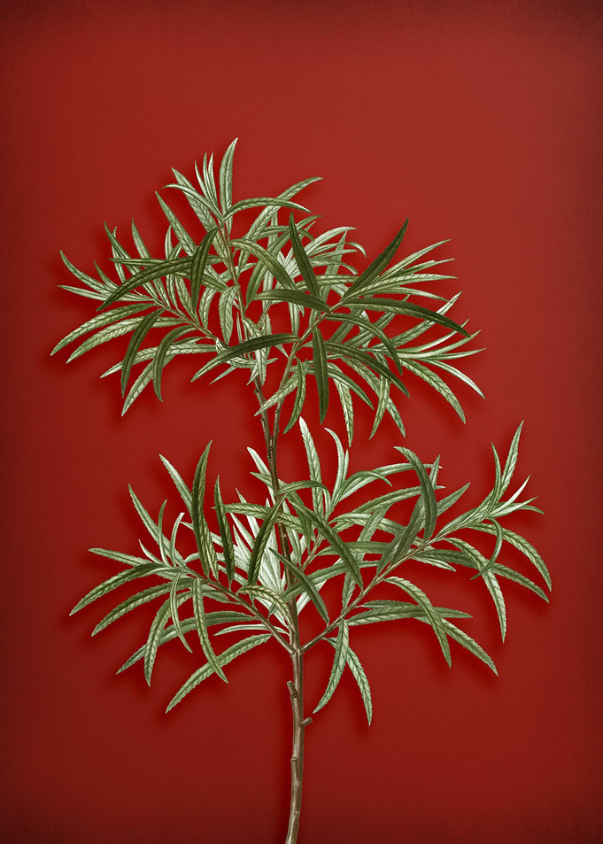 Bitter Willow on Red
