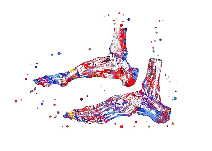 Foot bones