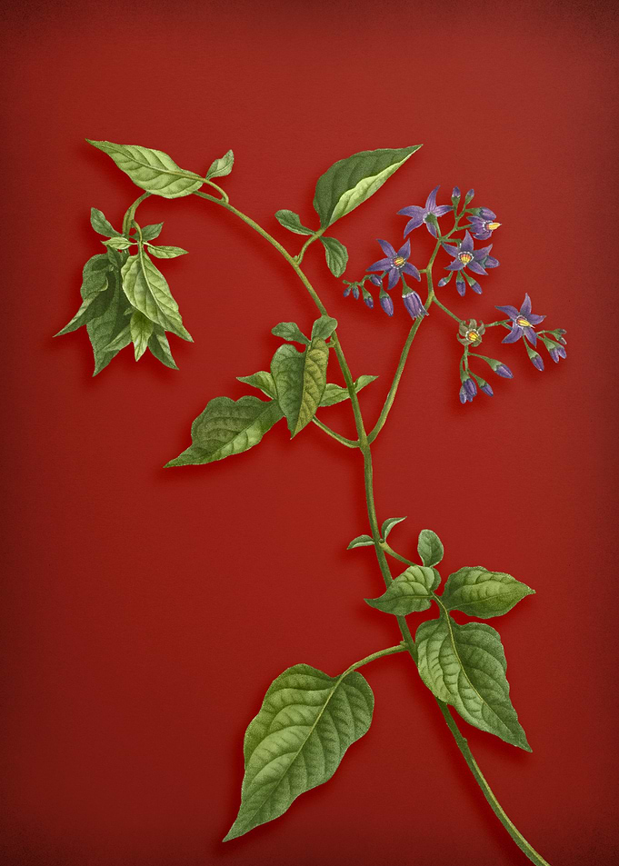 Bittersweet on Red