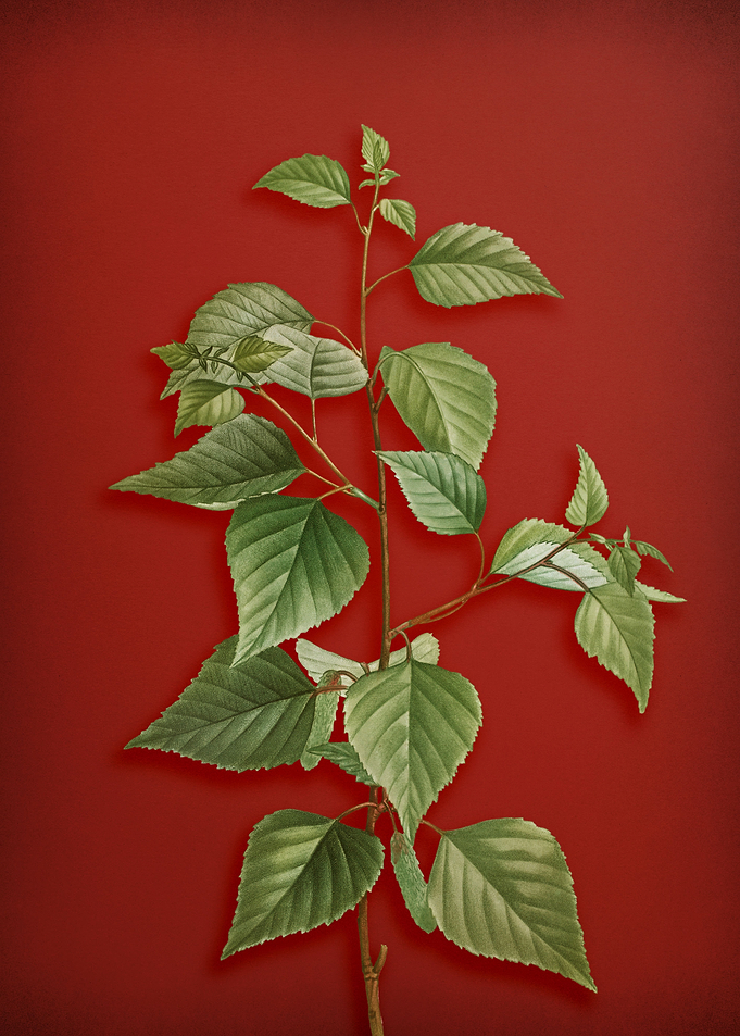 Black Birch on Red