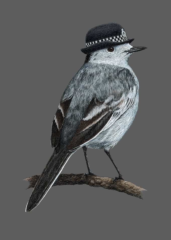 White wagtail