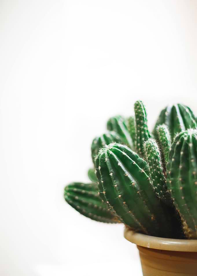 Floral Cactus