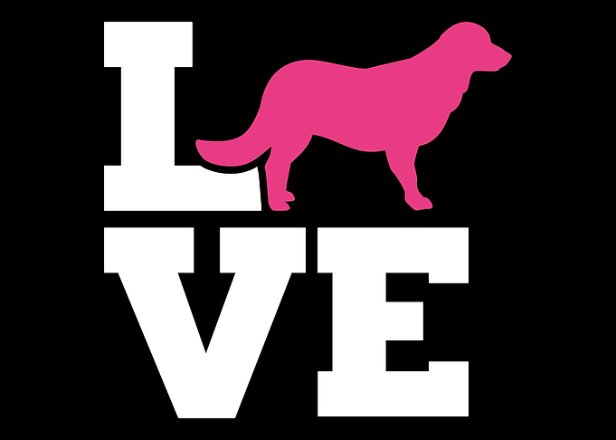 Flat Coated Retriever