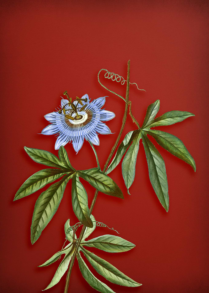 Blue Passionflower on Red