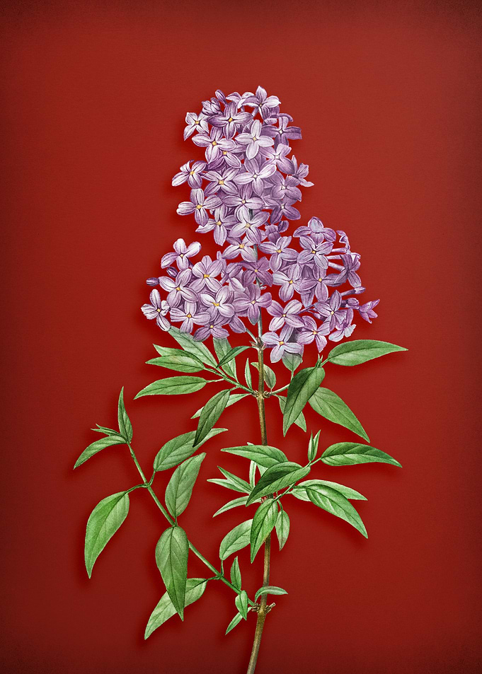 Persian Lilac on Red