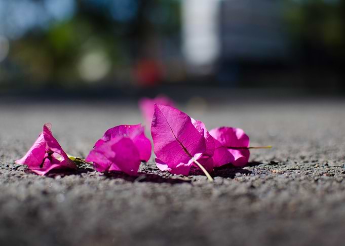 Flower petals