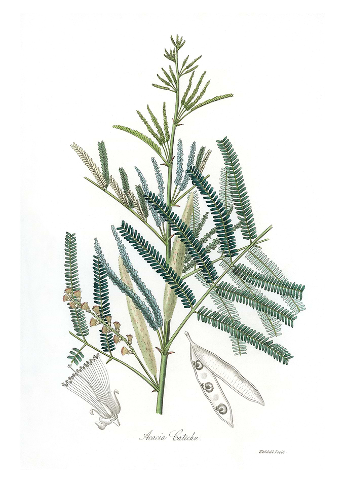 Mimosa catechu Acacia