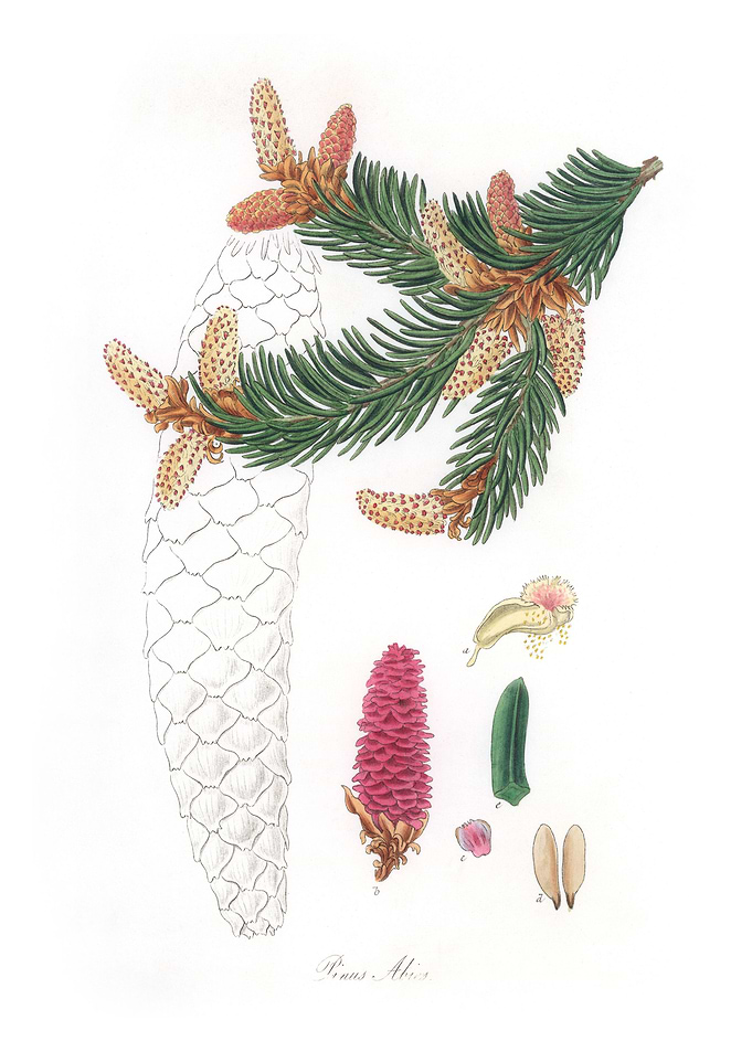 Norway spruce Pinus Abies