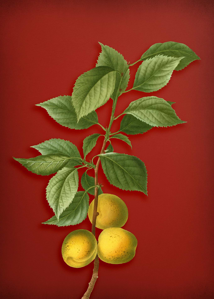 Briancon Apricot on Red