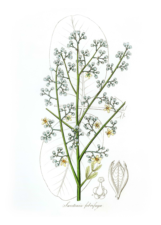 Mahogany Swietenia