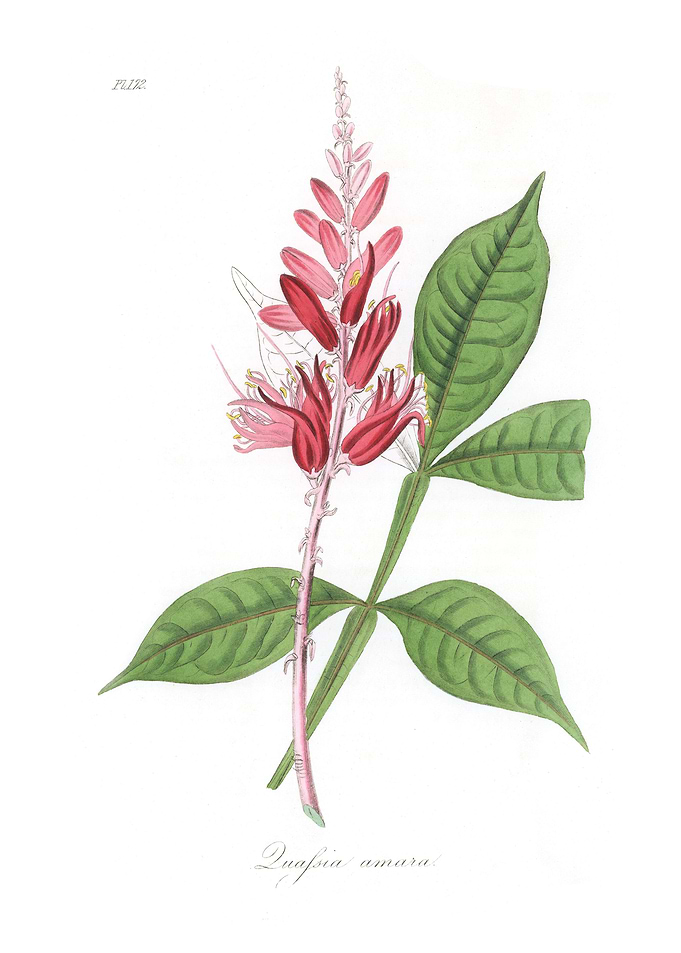 Lunasia amara