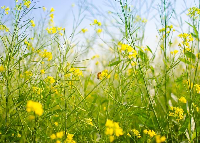 Bees in mustard field