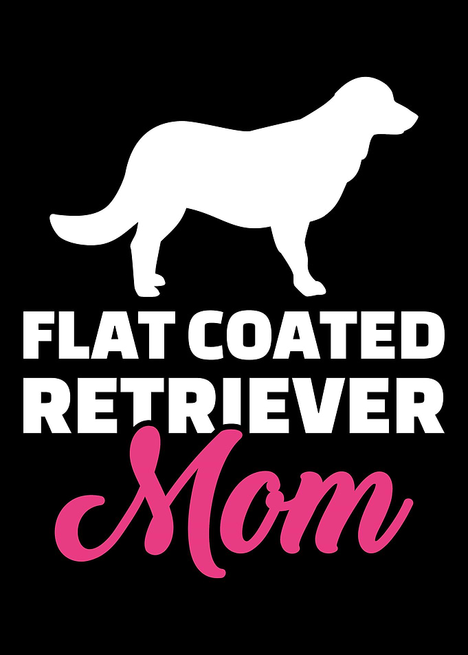 Flat Coated Retriever