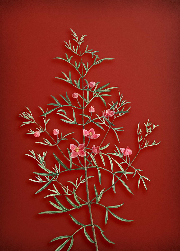 Boronia Pinnata on Red