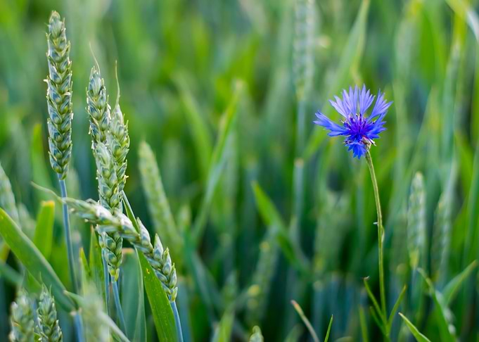 Lone cornflower