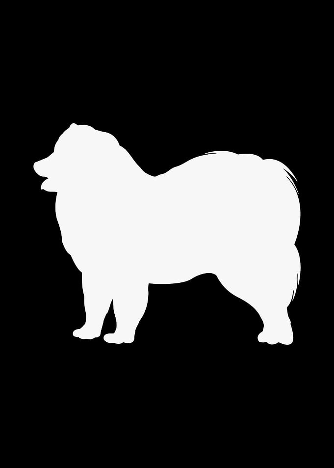 Samoyed Dog Cute