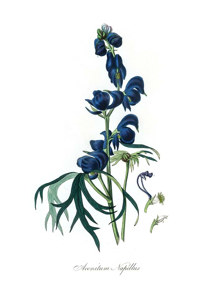 Monk hood Aconitum