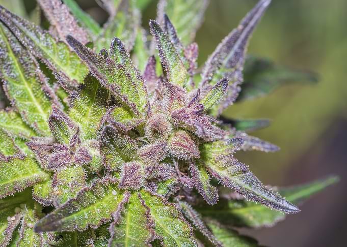 Female Cannabis plant