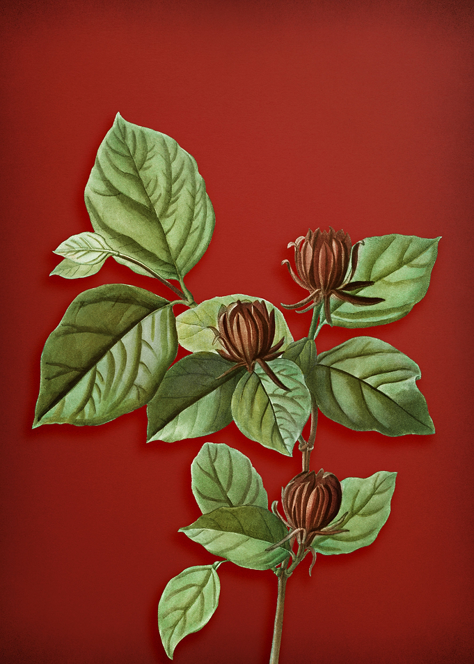 Carolina Allspice on Red