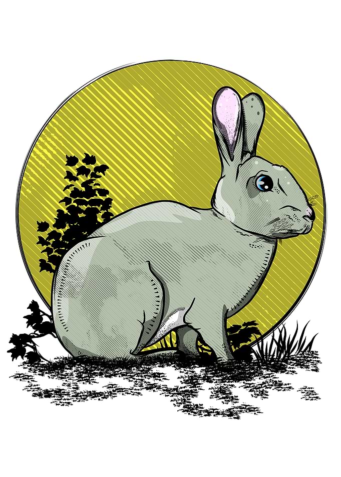 Wild Rabbit