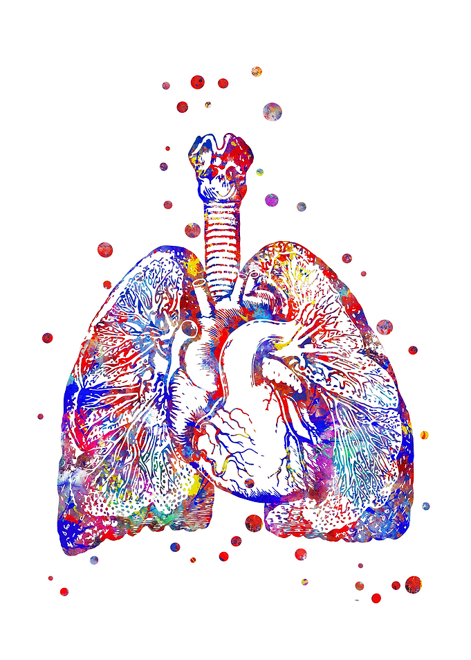 Heart and lungs