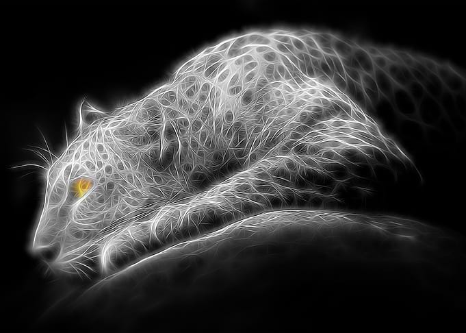 White Tiger