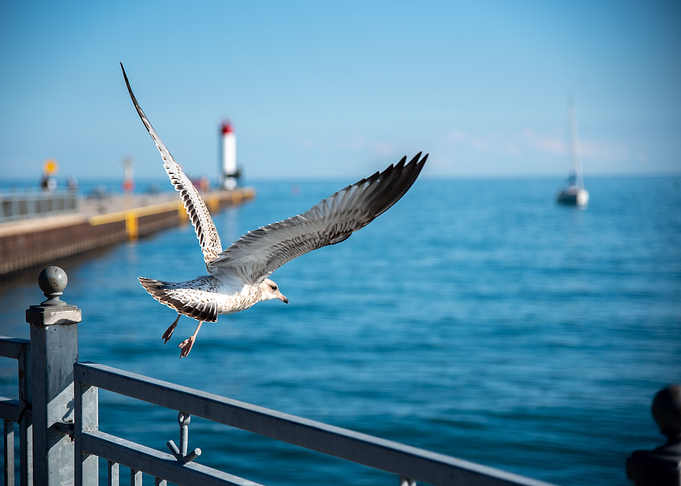 Seagull